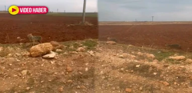 Şanlıurfa’da kurtlar köylere indi!