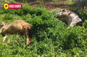 Urfa’da kopan elektrik telleri inekleri telef etti