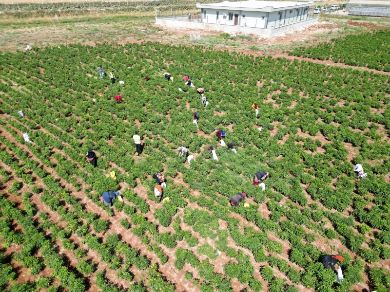 Şanlıurfa'da güneşli günlerin sonu: Şimdi kurutan yüzde 80 kar ediyor