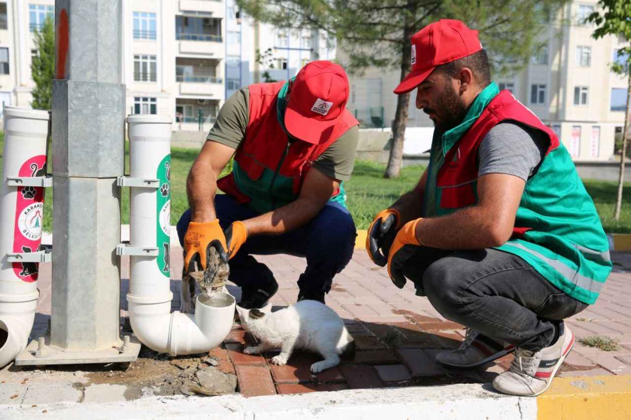 Belediyeden sokak hayvanlarına su ve mama desteği