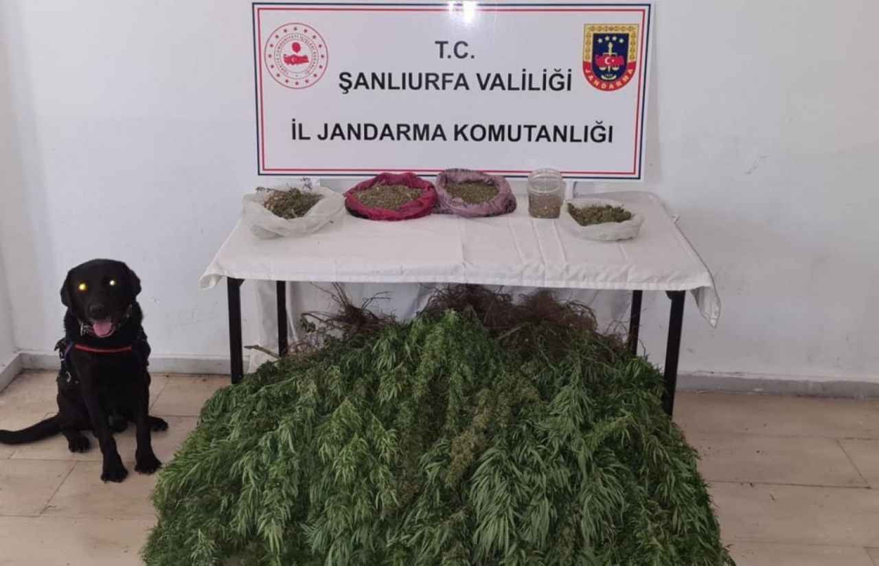 Viranşehir’de uyuşturucu operasyonu