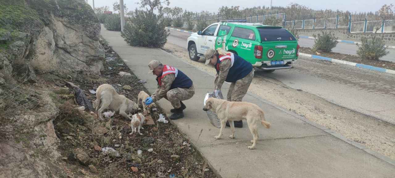 HAYDİ Urfa’da sokak hayvanlarını unutmadı