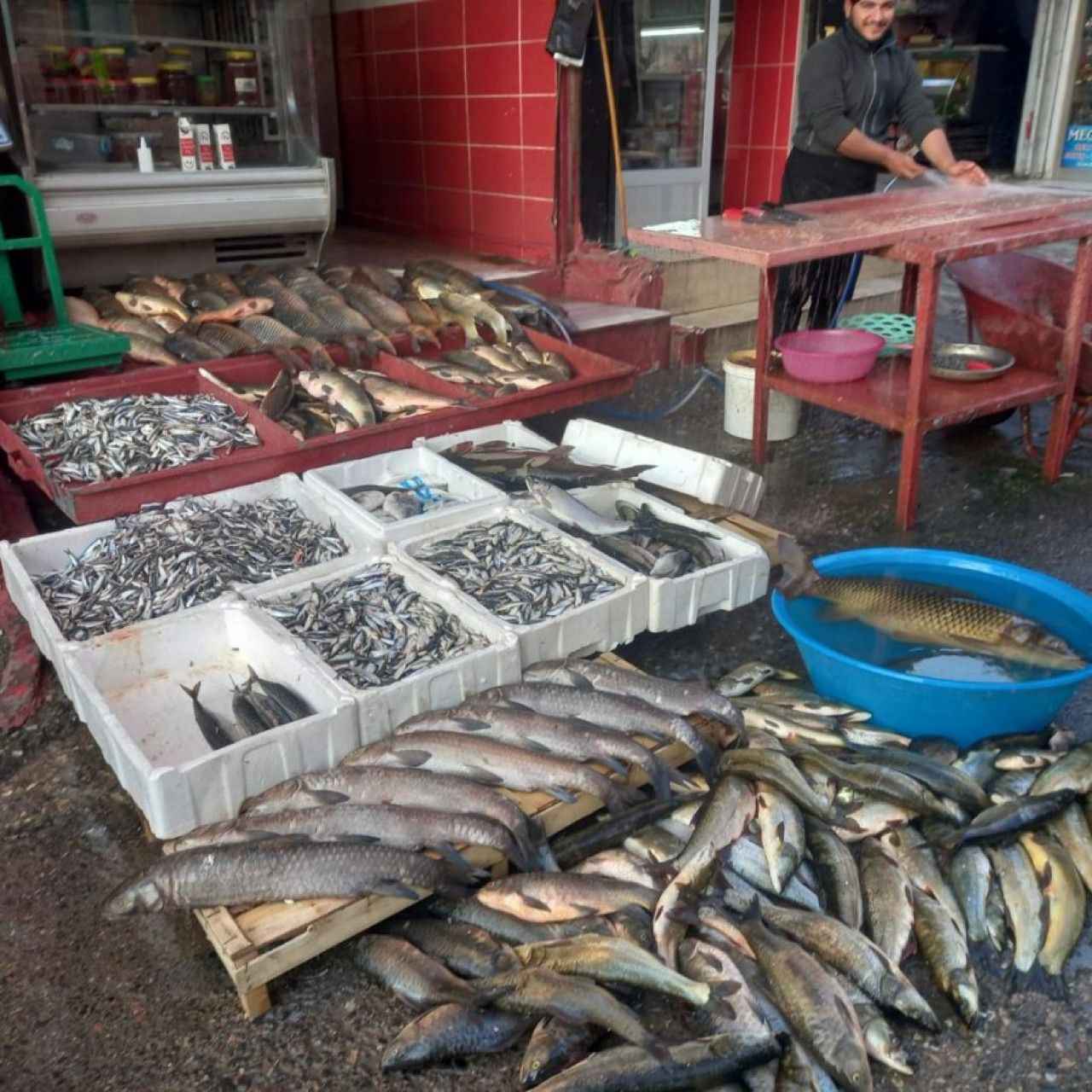 Birecik'te Fırat Nehri'nde balık bereketi