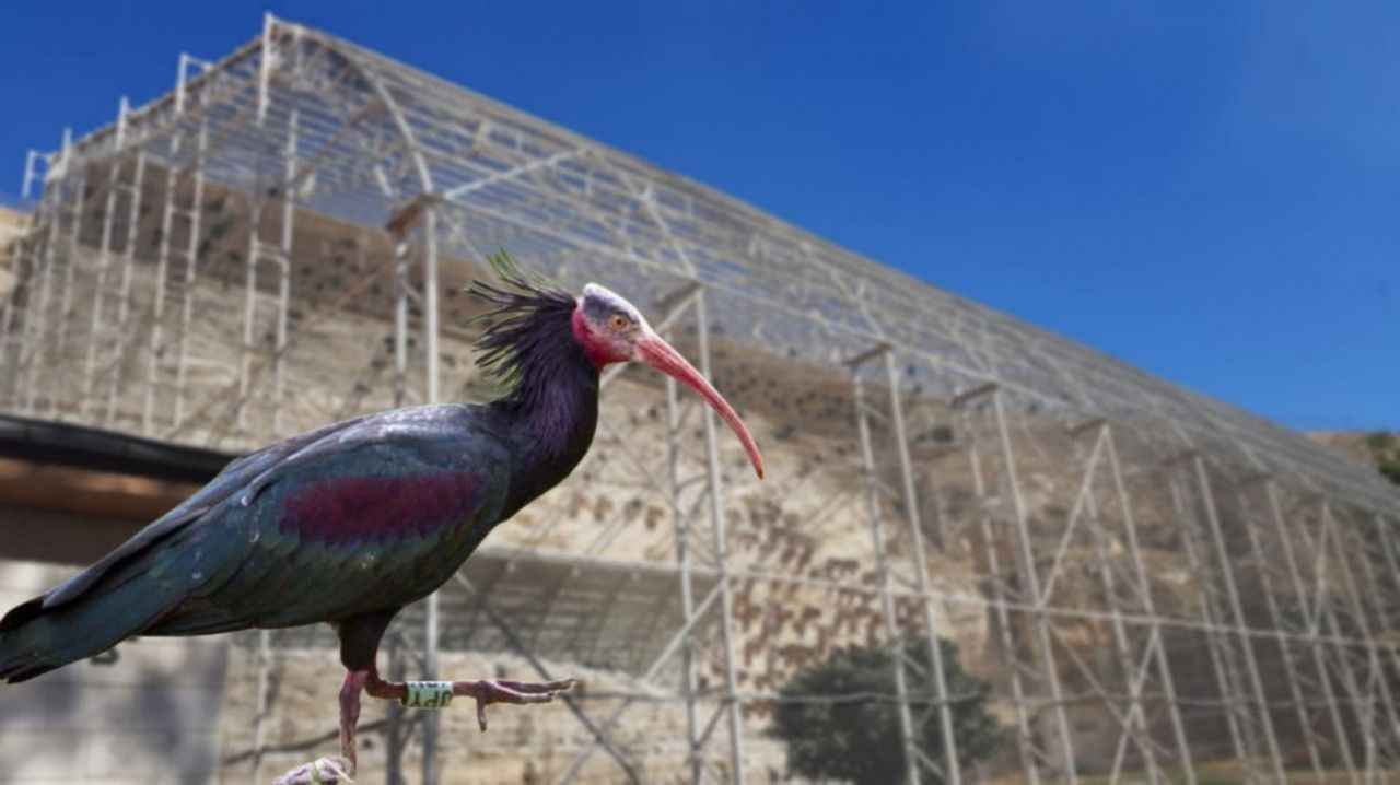 Birecik Kelaynak Üretme İstasyonu'nu kaç kişinin ziyaret ettiği belli oldu