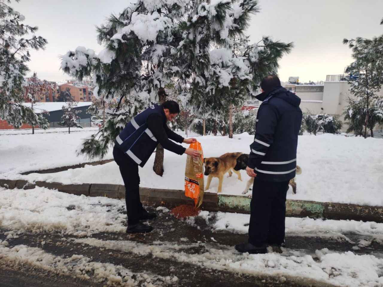 Eyyübiye Belediyesi sokak hayvanlarını unutmadı!