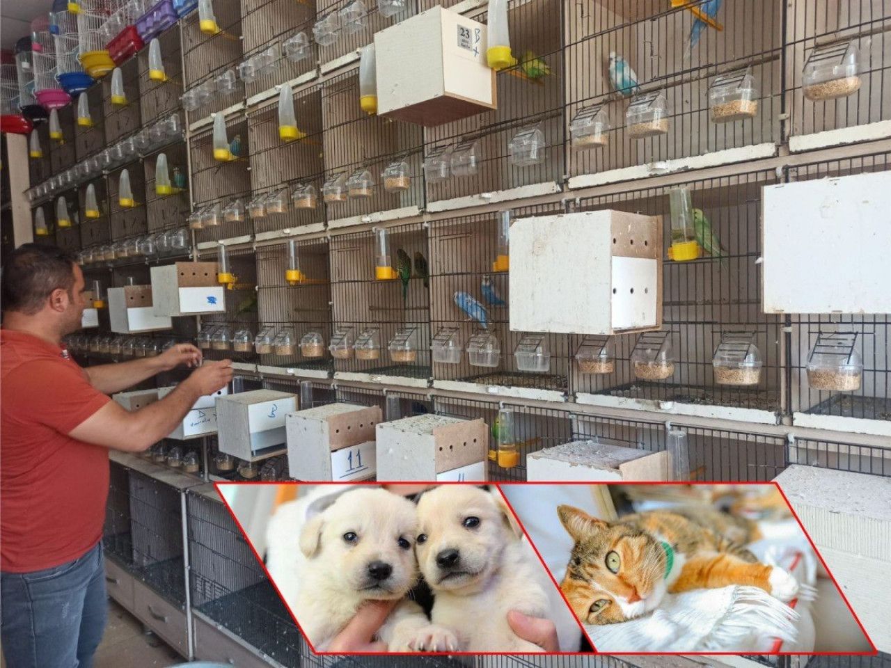 Pet shop işletenler kedi köpek satışlarının internet üzerinden de yasaklanmasını istiyor