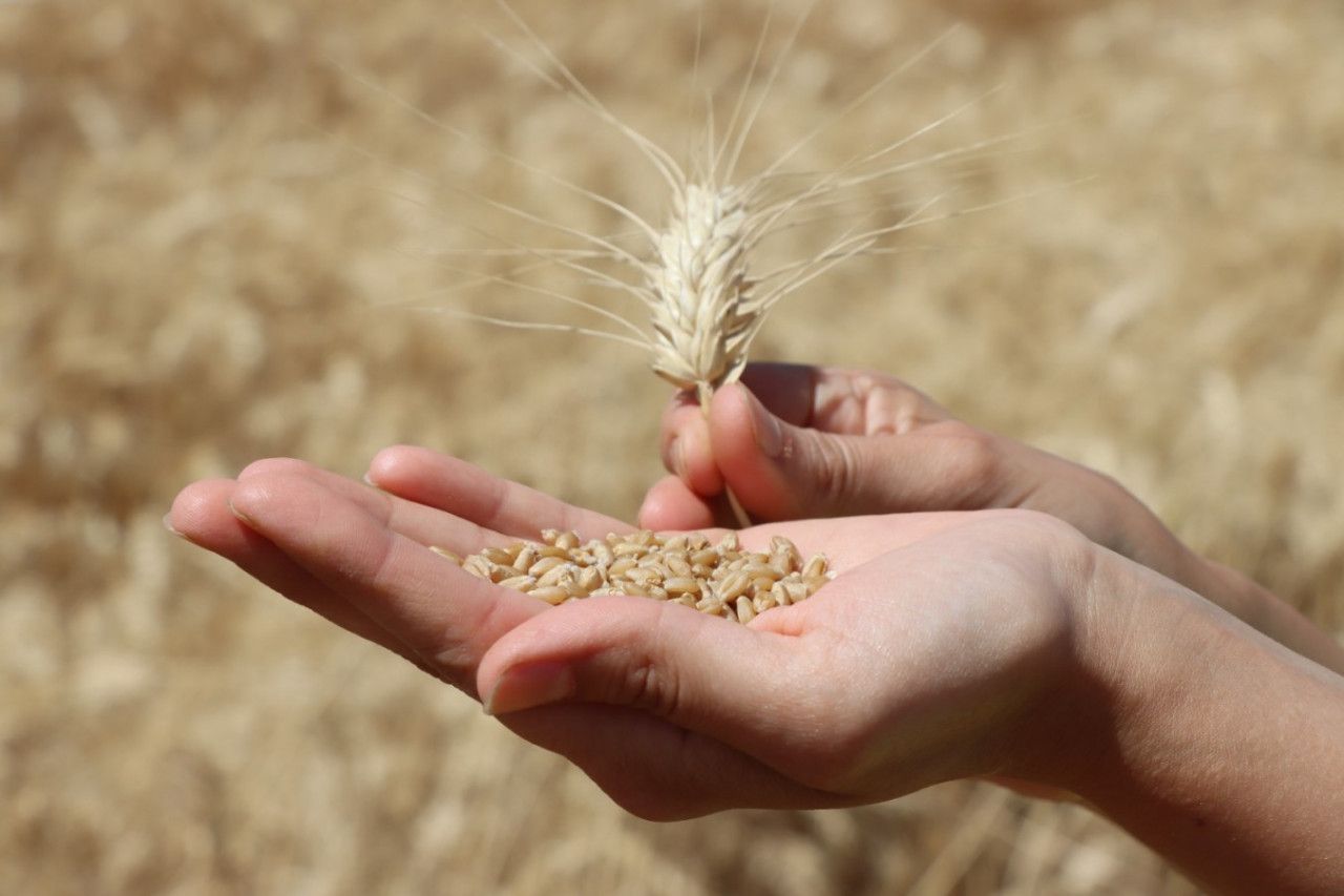 Urfa'da buğday hasadı kurban kesilerek yapıldı