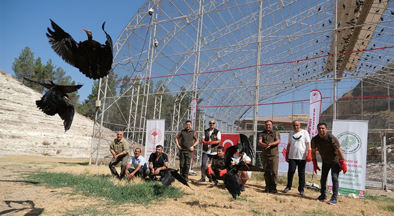 Urfa’daki kelaynaklardan 30 tanesi göç için doğaya bırakıldı