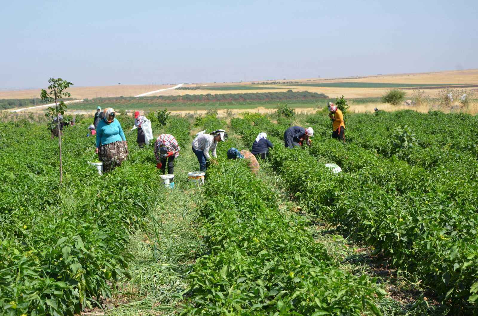 Fransa Türkiye'den tarım işçisi alacak: 100 bin lira maaş, pasaport kolaylığı...