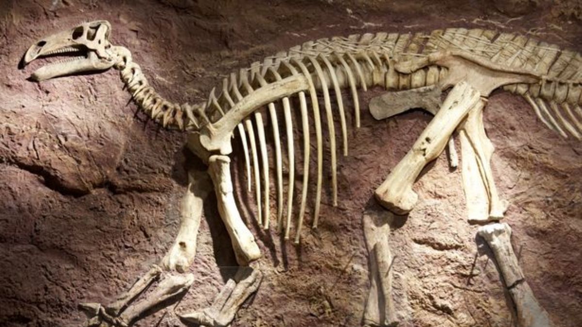 İspanya'da 100 Milyon Yıllık Dinozor Fosili Bulundu