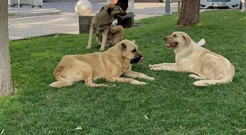 İstanbul'da alınan sokak köpeklerini toplama kararı Urfa için de bekleniyor