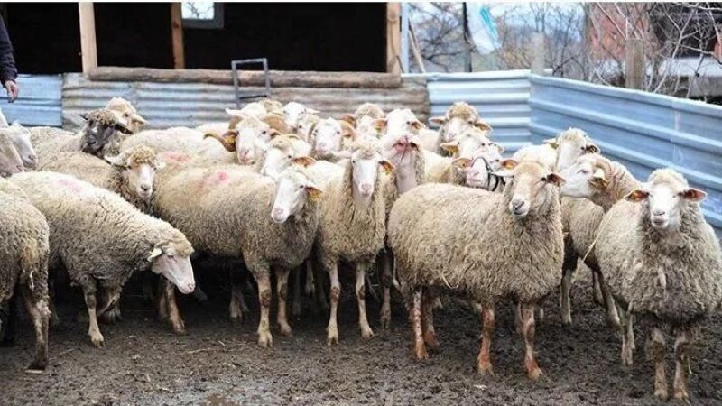 Şanlıurfa'da 'sonbahar şap aşılama ' kampanyası başladı