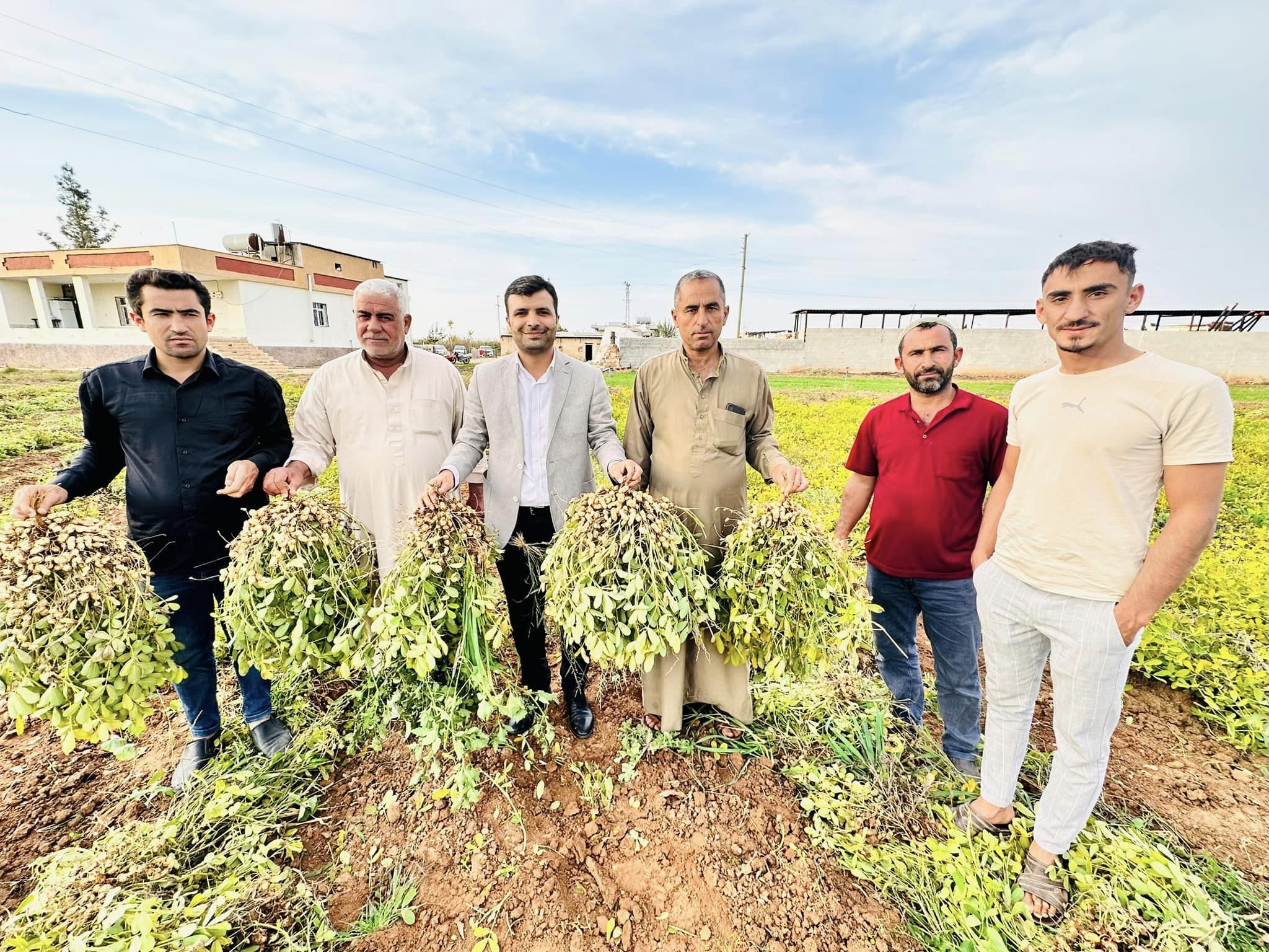 Urfalıların yeni gözdesi   Fıstığı tahtından edecek