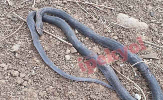 Urfa'da yılan paniği! Çadırda bulundu