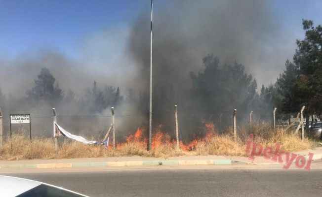 Urfa'da yangın! Ağaçlara da sıçradı