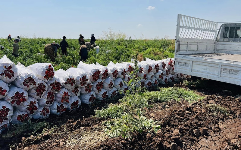 Urfa'da isotun fiyatı düştü: Vatandaşlar araçları doldurdu
