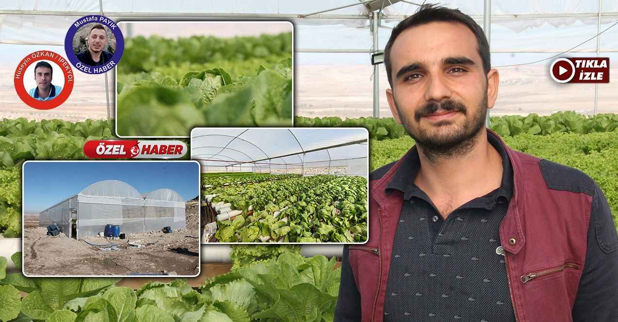 Klasik tarıma elveda: Urfa'da toprak olmadan marul yetiştirdi
