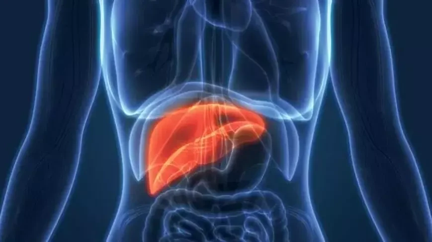 Karaciğerin vücuttaki görevleri: hayati bir organ