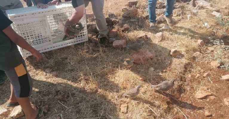 Şanlıurfa’da bin 500 kınalı keklik doğaya salındı