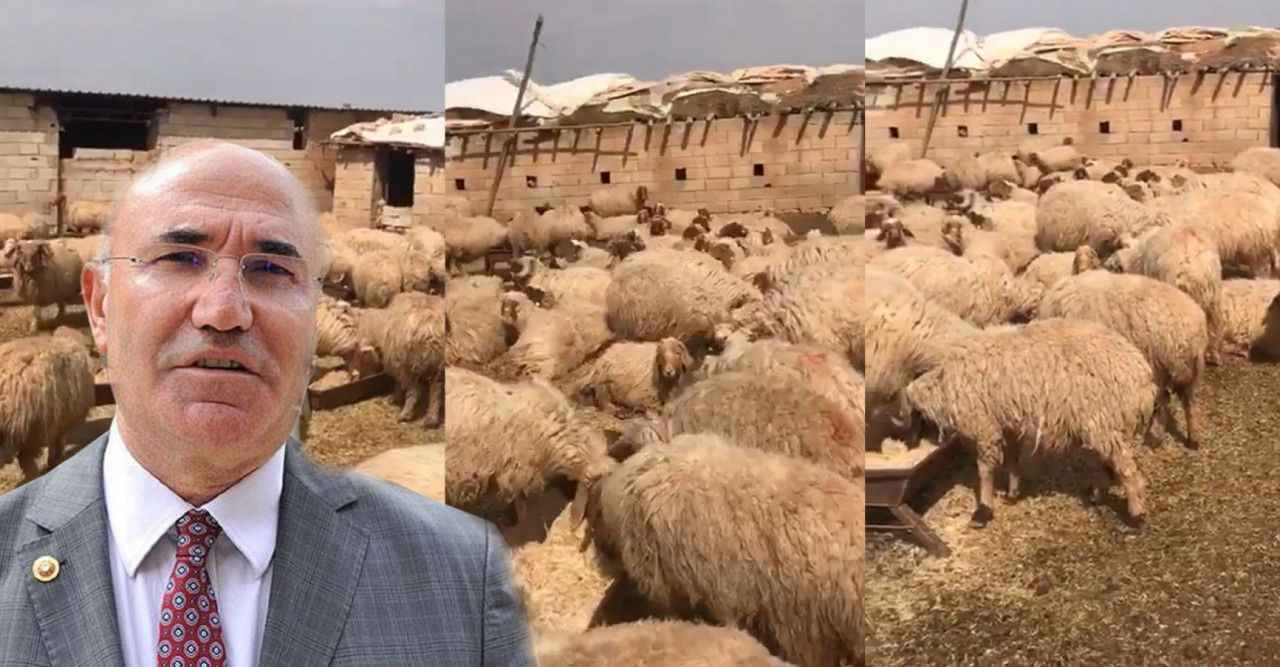 Urfalı vekilden tepki: Hemşehrimin koyunları serbest bırakılsın