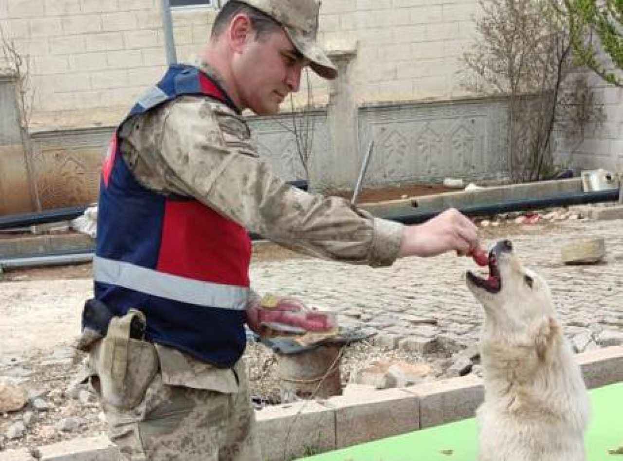 Jandarma ekipleri sokak hayvanlarının ihtiyaçlarını karşıladı