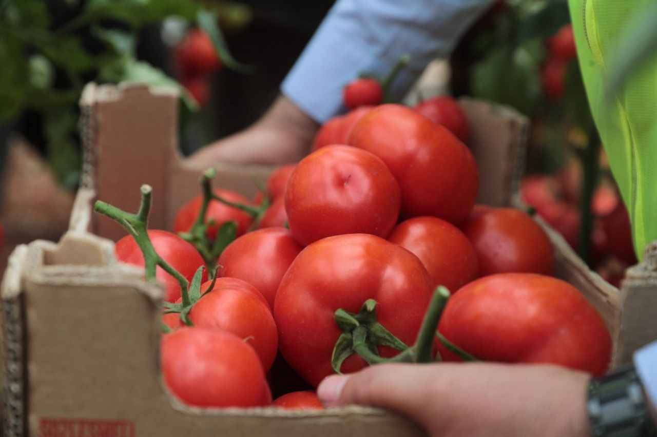 Urfa'da belediye kendi ürettiği sebzeleri dağıtacak