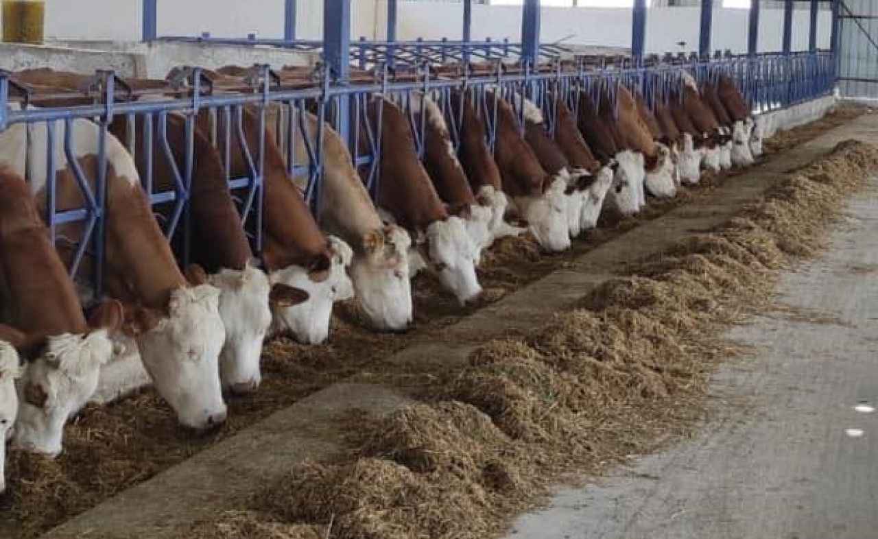 İnek sütü üretim verileri açıklandı