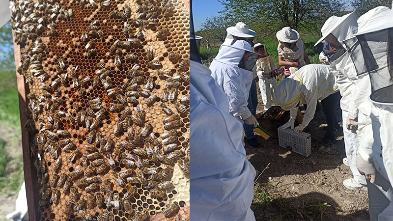 Şanlıurfa’da kadın arıcılara ana arı yetiştirme eğitimi