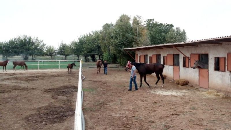 Urfalı at meraklılarına duyurulur: Dünyanın en kıymetli atları satılıyor