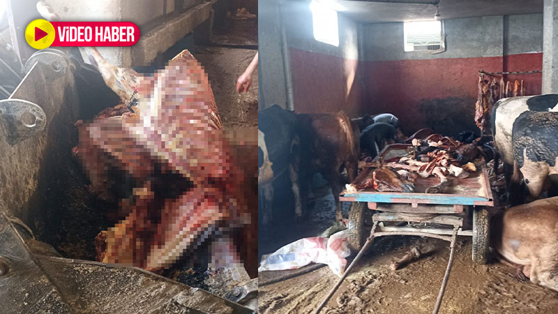 Kebabın başkentinde skandal! 2,5 ton at eti ele geçirildi, 4 at son anda kurtarıldı