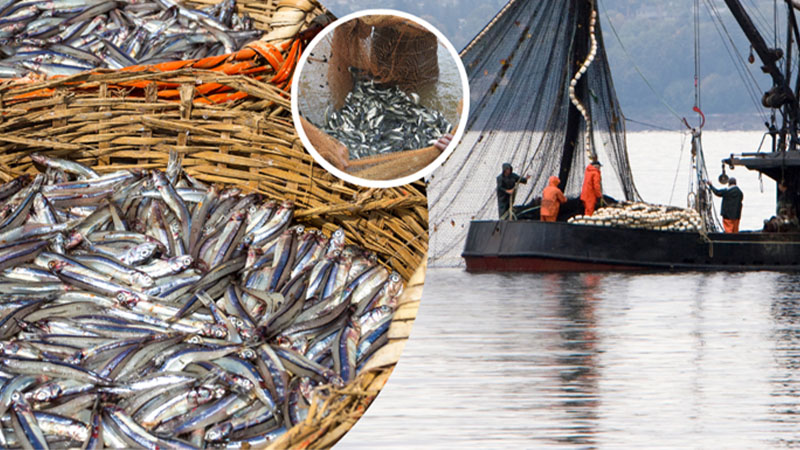 Balıkçılık av sezonu sona eriyor! Yeni sezonda yeni kurallar uygulanacak