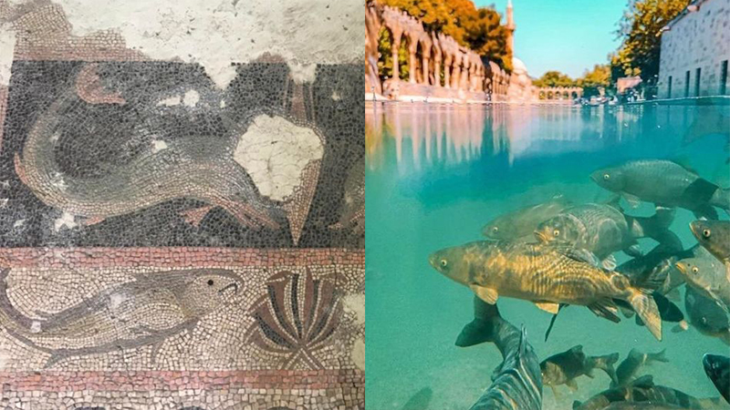 Şanlıurfa ve Adıyaman arasındaki tarihi bağ: Balıklıgöl ve Balıklı Oda Mozaiği