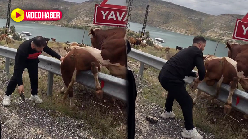 Ünlü sanatçı Şanlıurfa’da can çekişen boğanın hayatını kurtardı