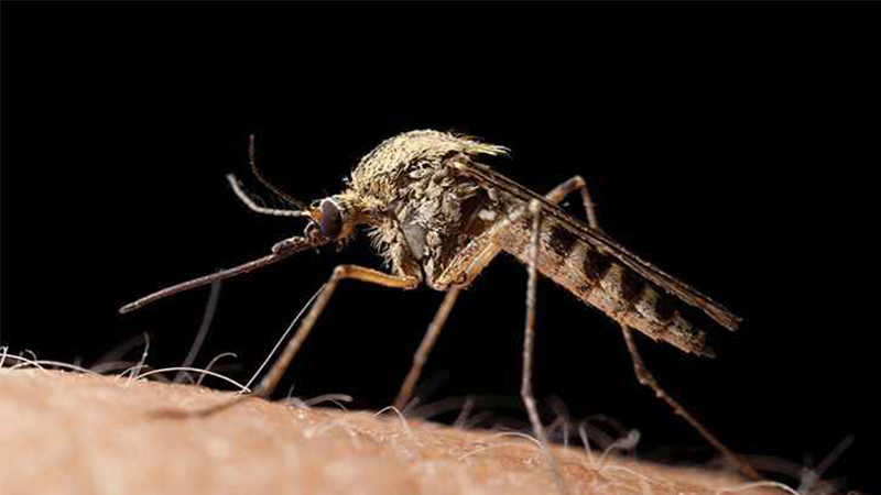 Bilim insanları uyardı:  Küresel ısınma sivrisinekleri daha ölümcül hale getirdi!