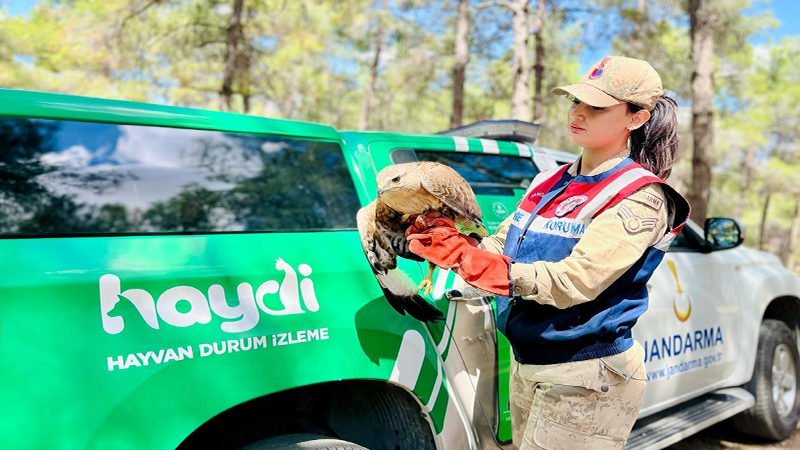 Şanlıurfa'da yaralı halde bulundu: Tedavi altına alındı