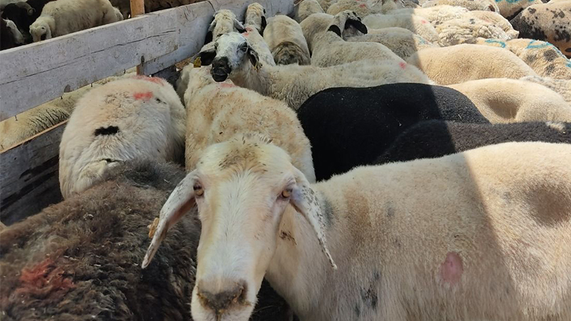 12 bin kilometre uzaklıktan yüz binlercesi geliyor: Urfa’da et fiyatları düşecek!