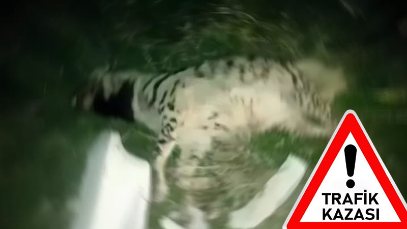 Kırmızı listede yer alıyordu! Şanlıurfa’daki kazada telef oldu