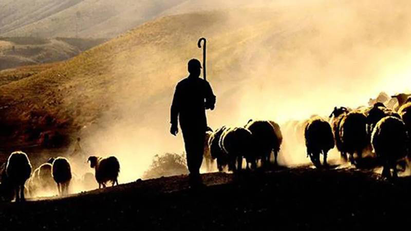 Çobana keçi ve koyunları kaybedince cinsel saldırıda bulunanlara hapis cezası