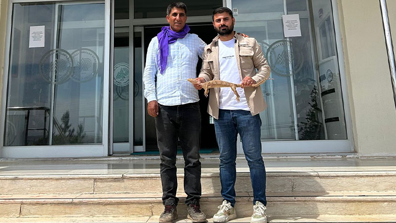 Nesli tükeniyor! Şanlıurfa’da bulundu