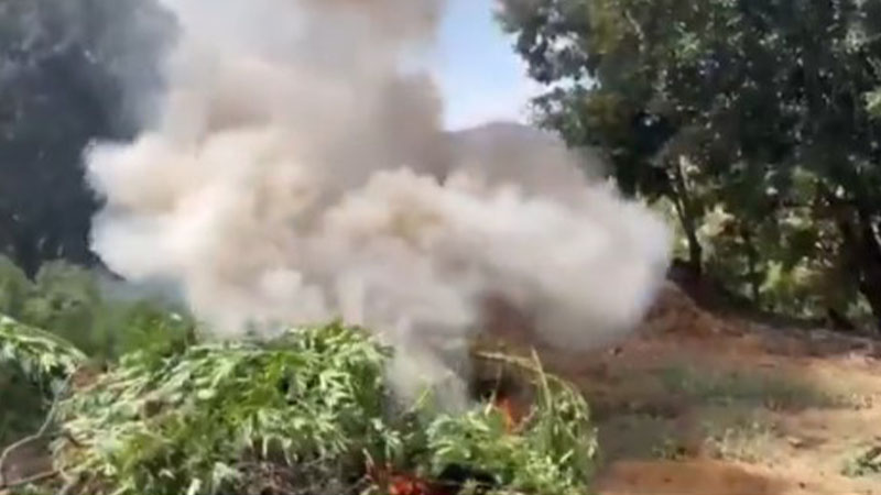 İHA’lar havalandı zehir tarlaları ortaya çıktı! 70 ton esrar elde edilecekti
