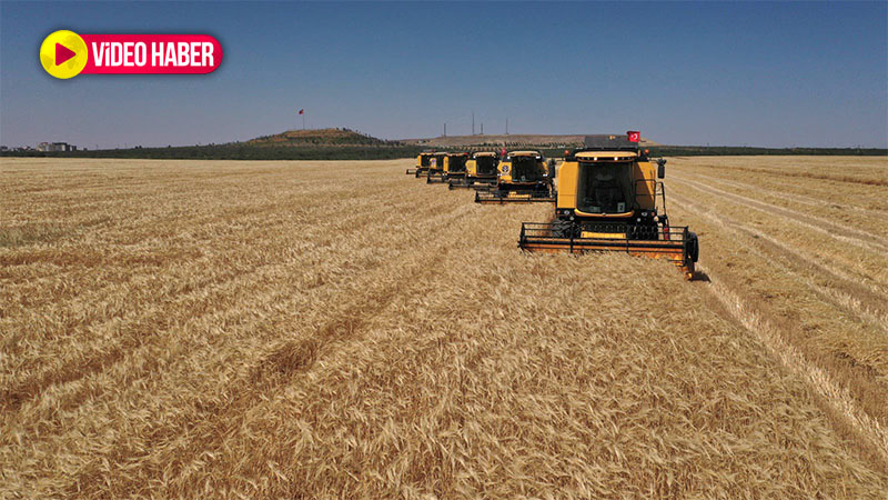Dünyanın en büyüğü Şanlıurfa'da! Hasat başladı