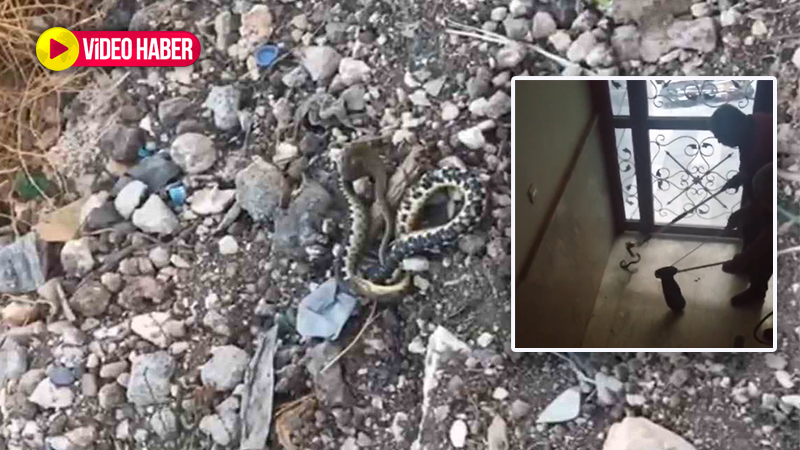 Urfa’da apartmanda yılan paniği