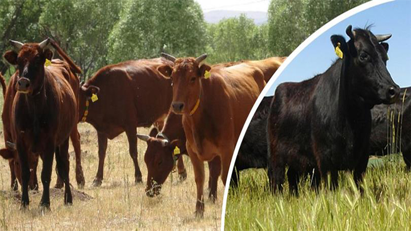 Devlet Şanlıurfa'da anaç sığır başına 4 bin TL veriyor! İşte detaylar…