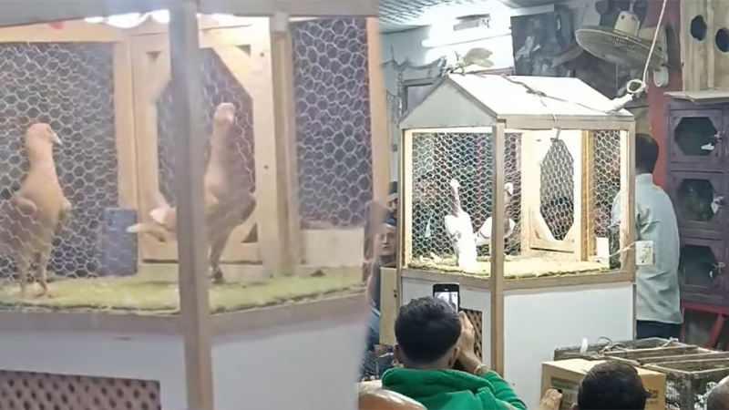 Gören şaştı kaldı! Şanlıurfa'da 225 bin TL’ye güvercin satışı