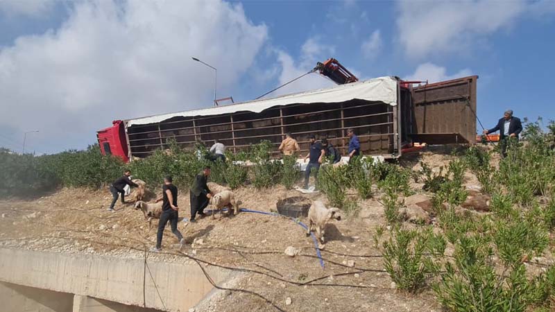 Şanlıurfa-Diyarbakır yolunda facia:  Onlarca hayvan telef oldu