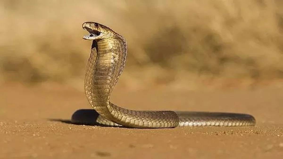 Türkiye’nin tek kobra türü! Urfalılara uyarı geldi