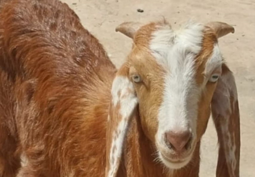 Şanlıurfa'da kayıp oğlak aranıyor... Sosyal medyaya ilan verdi