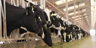Besi ineklerinin karşılaştığı sağlık sorunları: endüstriyel tarımın gölgesindeki sorunlar