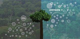 Ağaçların hava temizleme ve iklim değişikliğiyle mücadeledeki rolü