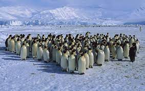 Penguenler: Antarktika'nın sevimli canavarları